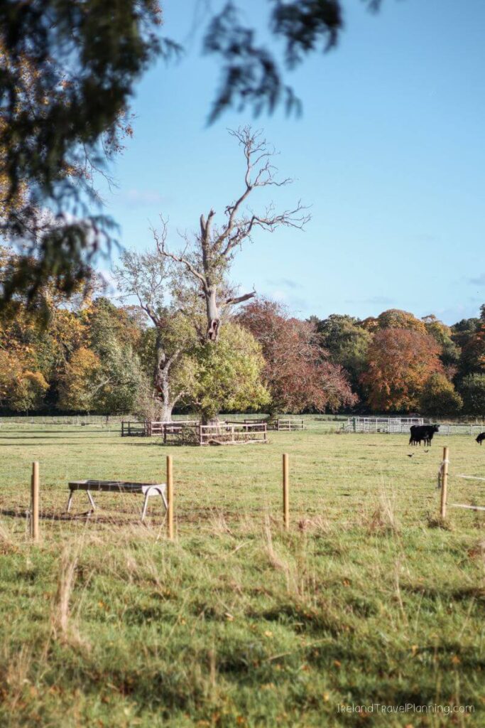 Autumn in Dublin: Trees and pasture in a park setting.