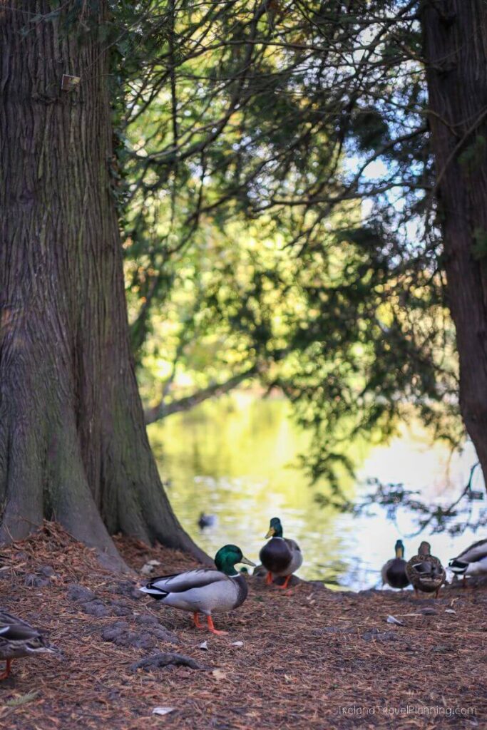 Ducks by a pond in Dublin park, a free thing to do.