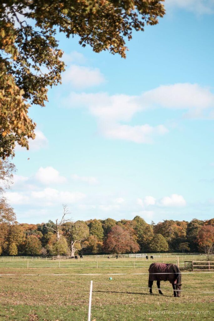 Horse in Phoenix Park, Dublin. One of the free things to do in Dublin.