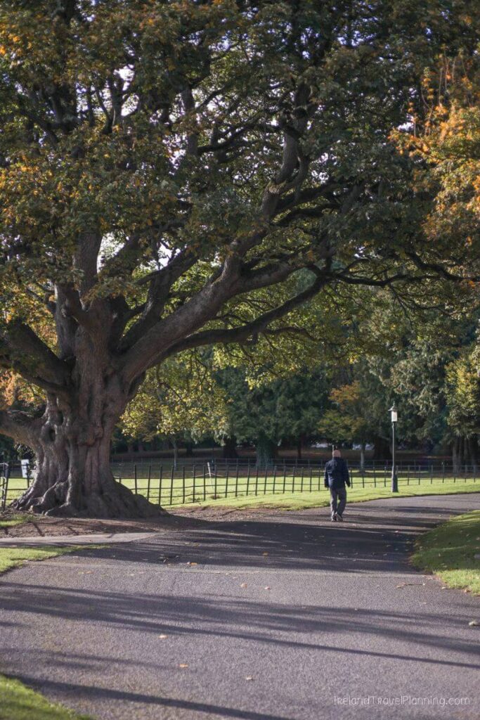 Man walking under a large tree in a Dublin park, one of the free things to do in Dublin.