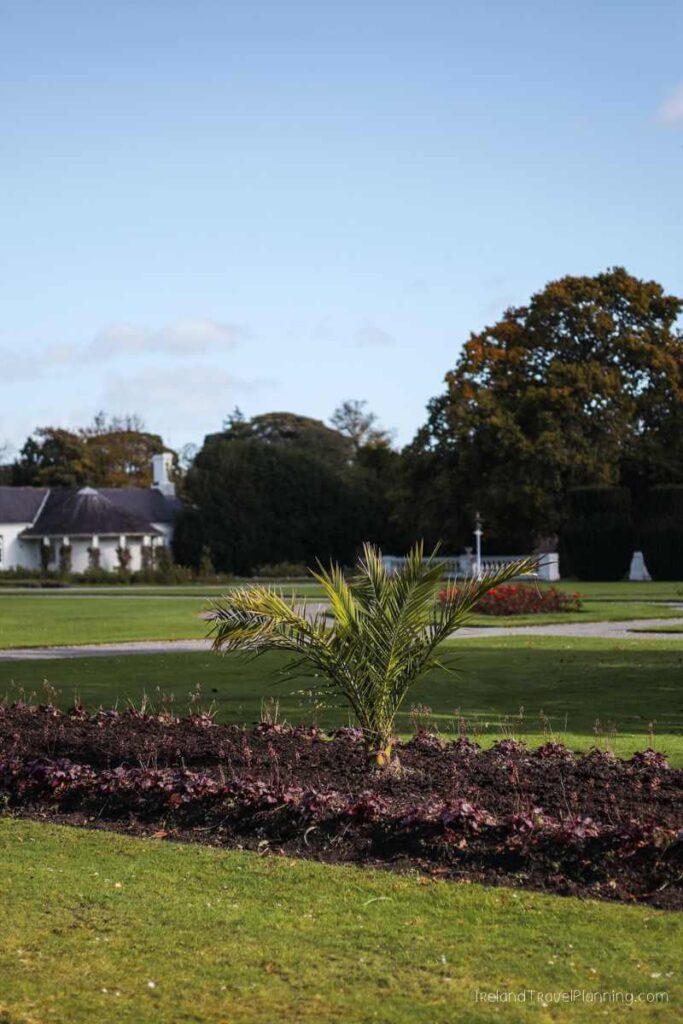 Phoenix Park, Dublin, with a small palm tree in a flower bed. Free things to do in Dublin.
