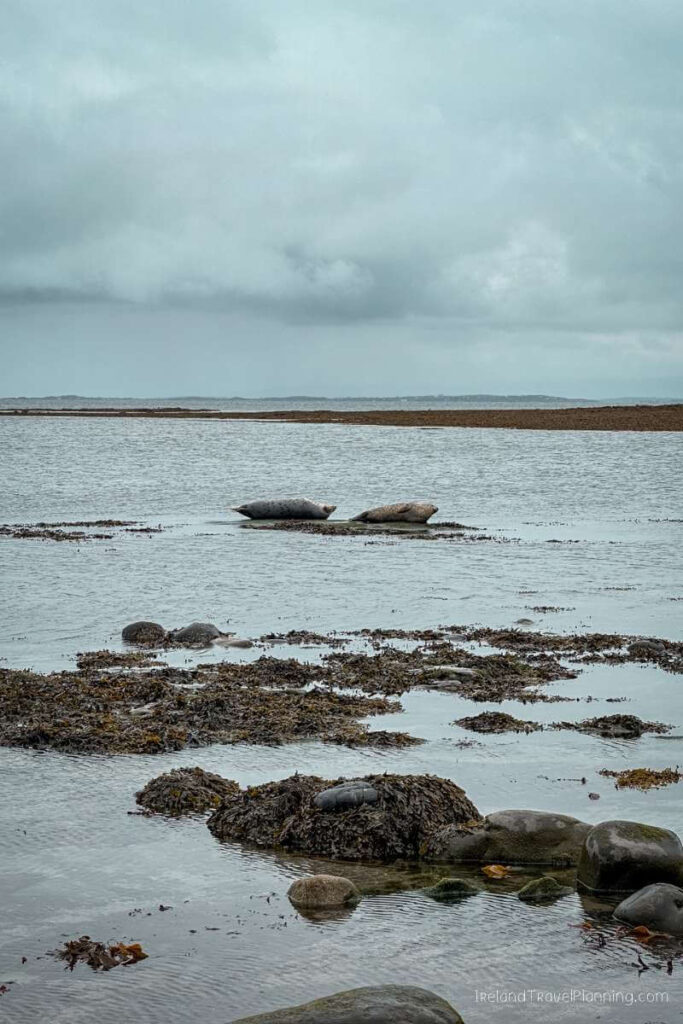 Seals basking on rocks in Inis Mór's coastal waters.