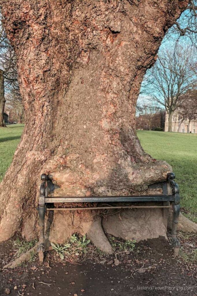Bench engulfed by a tree in Dublin, one of the city's hidden gems.