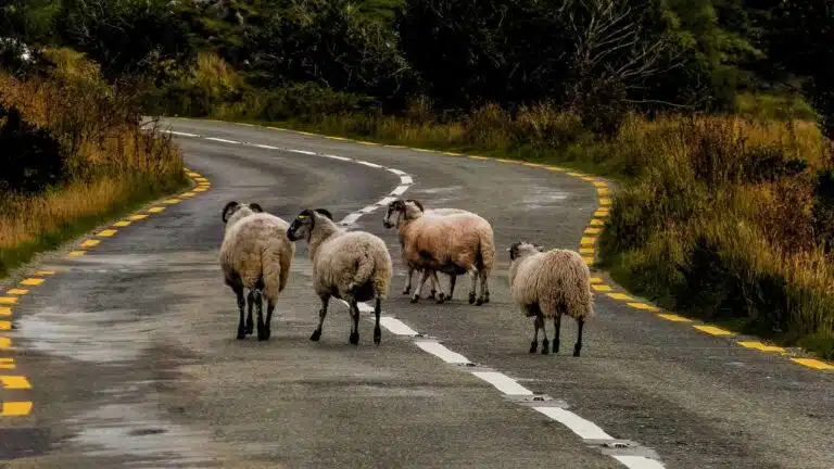 11 Ireland Vacation Requirements you Need to Book in Advance