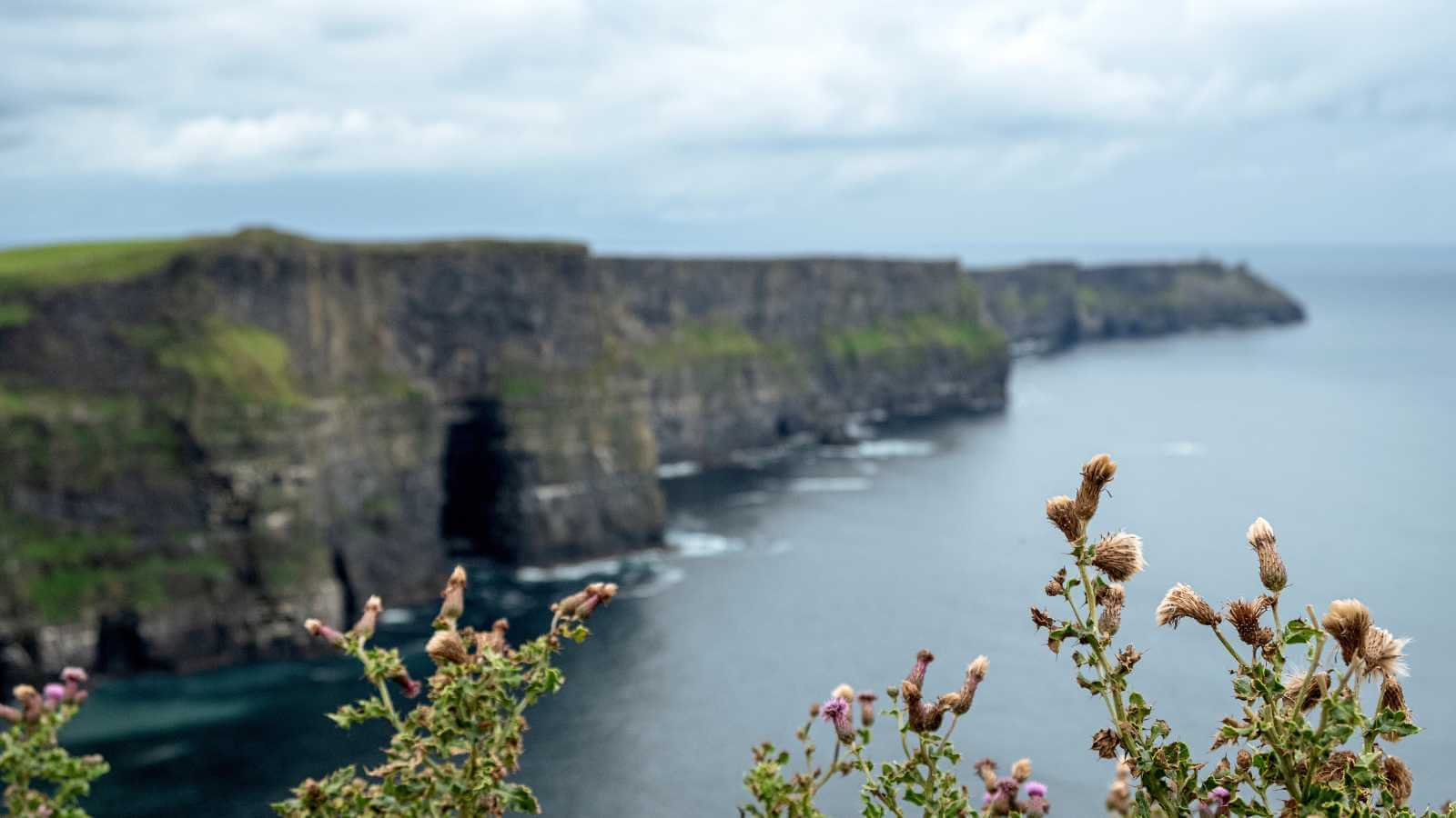 Cliffs of Moher, Ireland, with wildflowers in the foreground