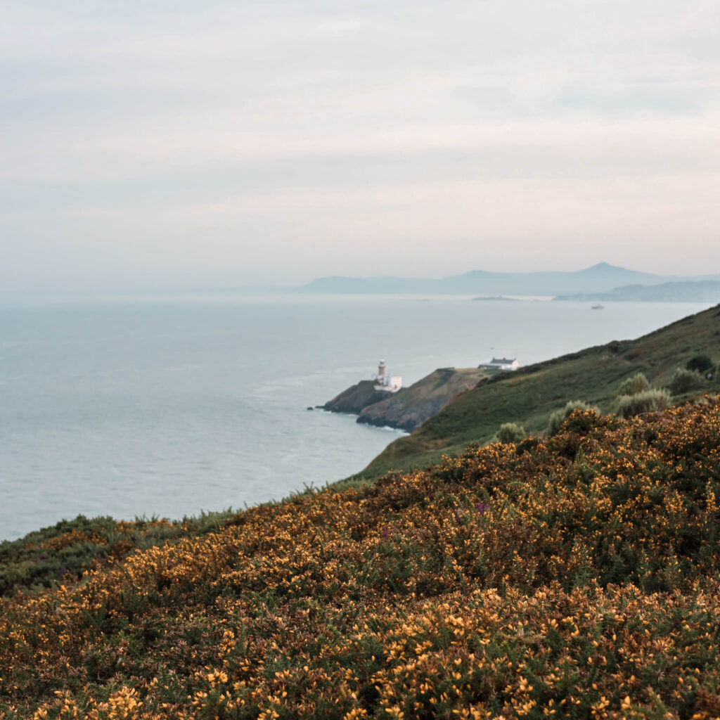 Dublin's Baily Lighthouse on Howth Head, overlooking the Irish Sea. Yellow gorse in foreground.