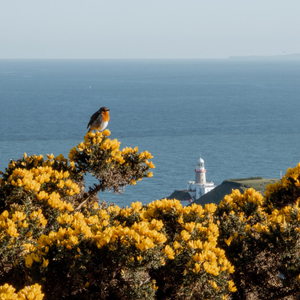 Robin perched on yellow gorse overlooking Howth Lighthouse and the Dublin coastline.