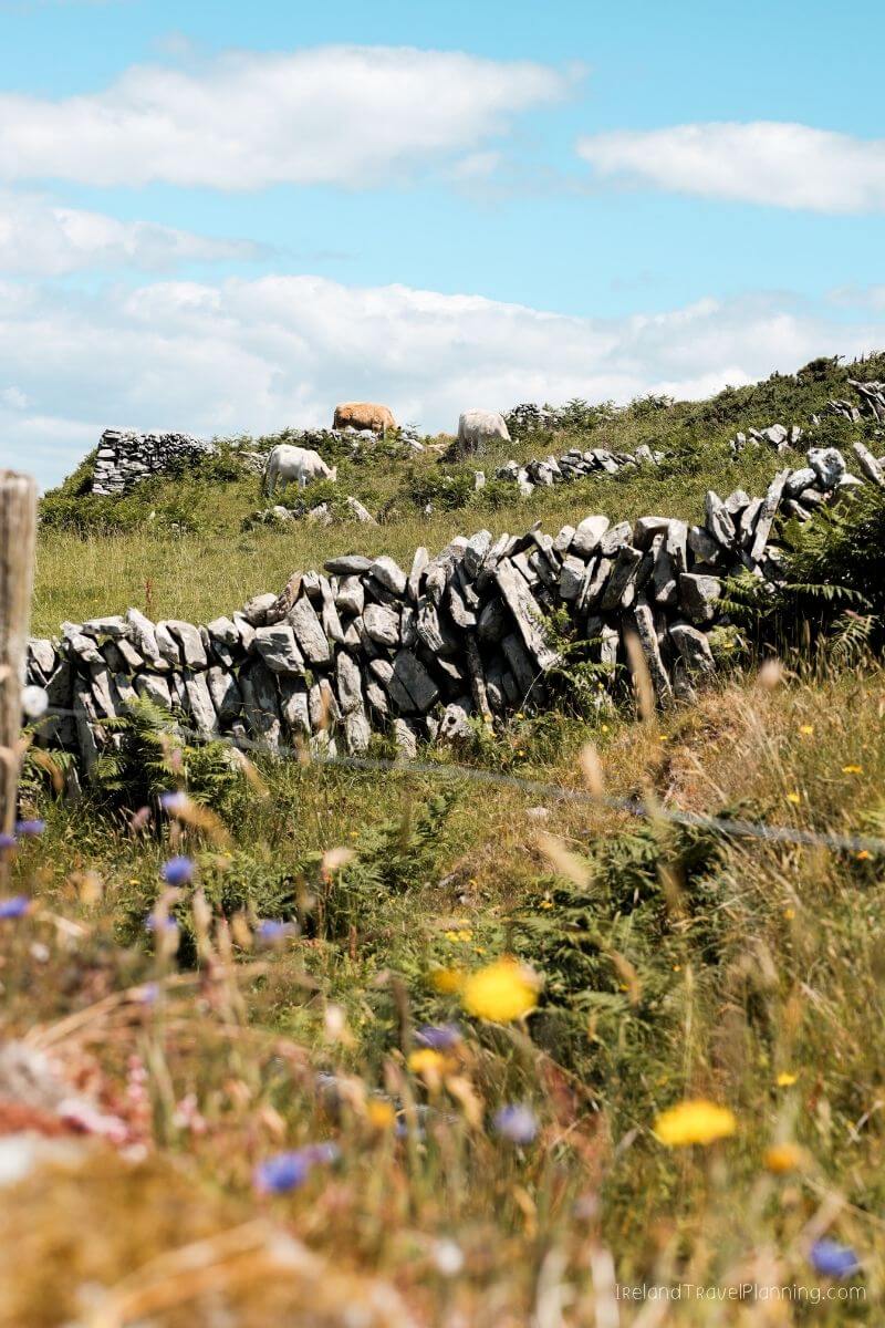 Cows graze on a grassy hill in Ireland, with a stone wall and wildflowers in the foreground.