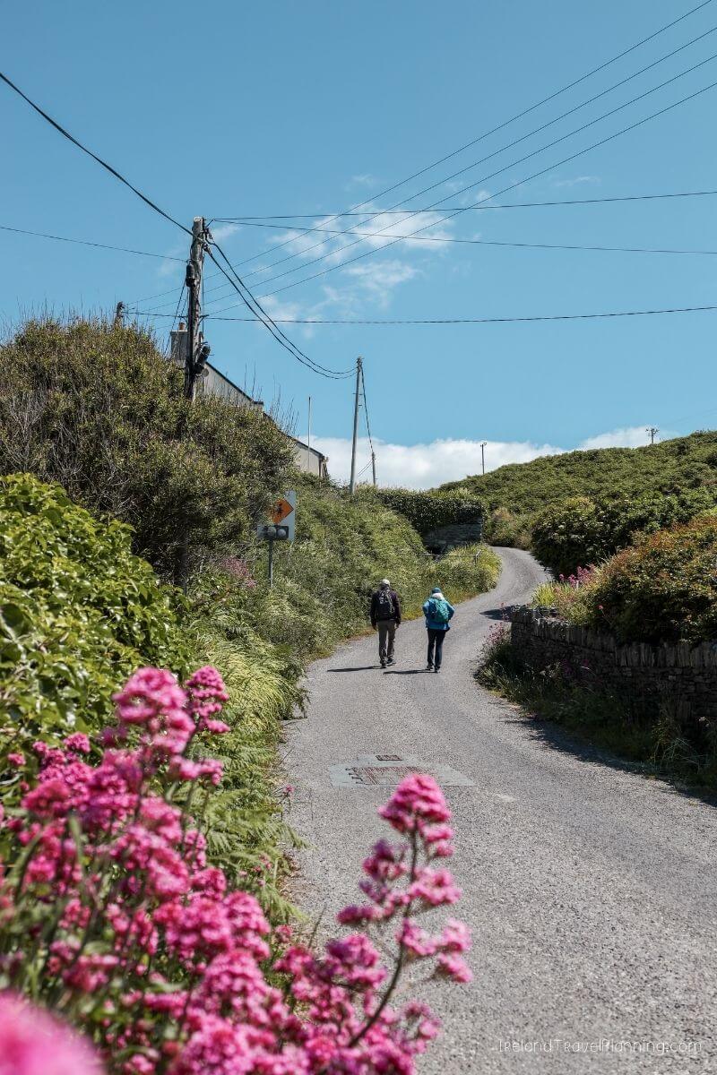 Two hikers walk up a rural Irish road lined with pink wildflowers.