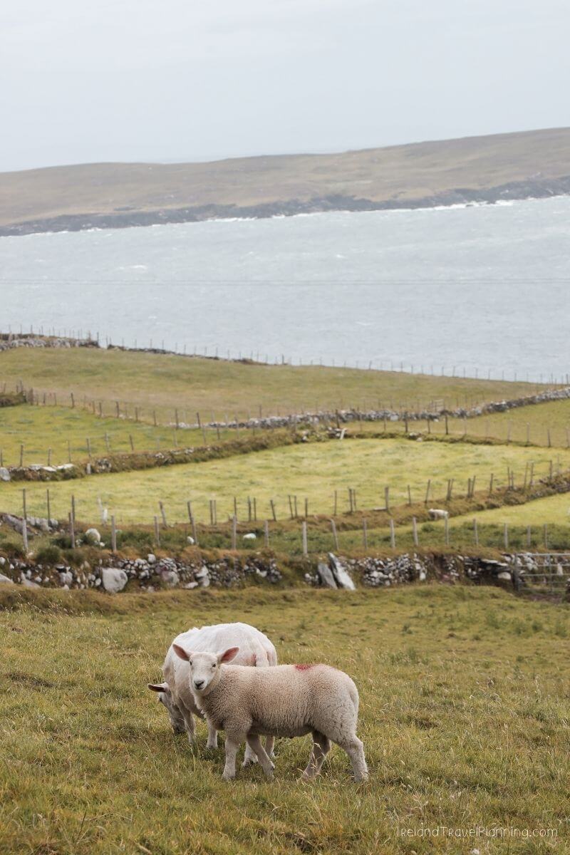 Sheep grazing in a green field with stone walls and the ocean in the background, Ireland.