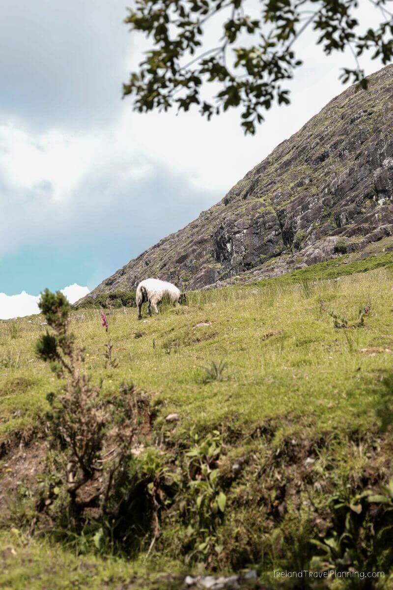 Sheep grazing on a grassy hillside in Ireland with a rocky mountain backdrop.