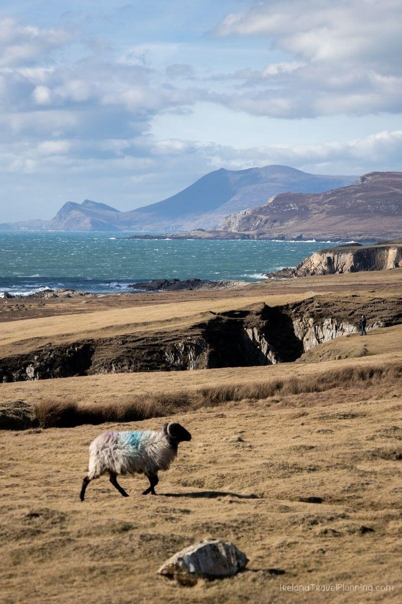Sheep with blue markings on a grassy hill overlooking the wild Atlantic coast of Ireland.