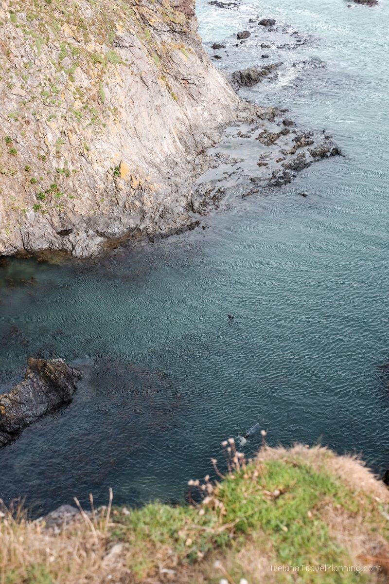 Seal swimming in clear blue water near rocky Irish coastline