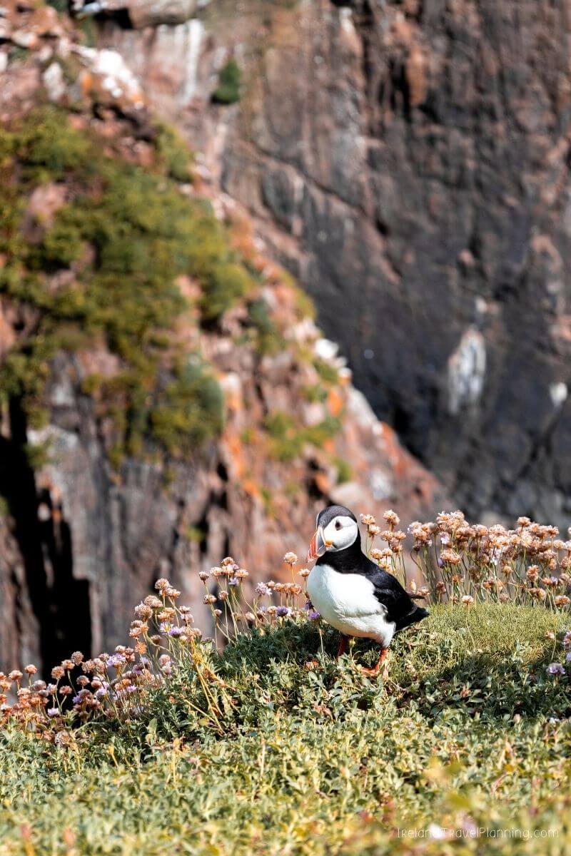 Puffin bird on a cliffside in Ireland, a hidden gem.