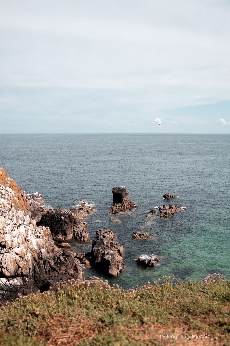 Rocky Irish coastline with a seagull flying over the clear blue sea.