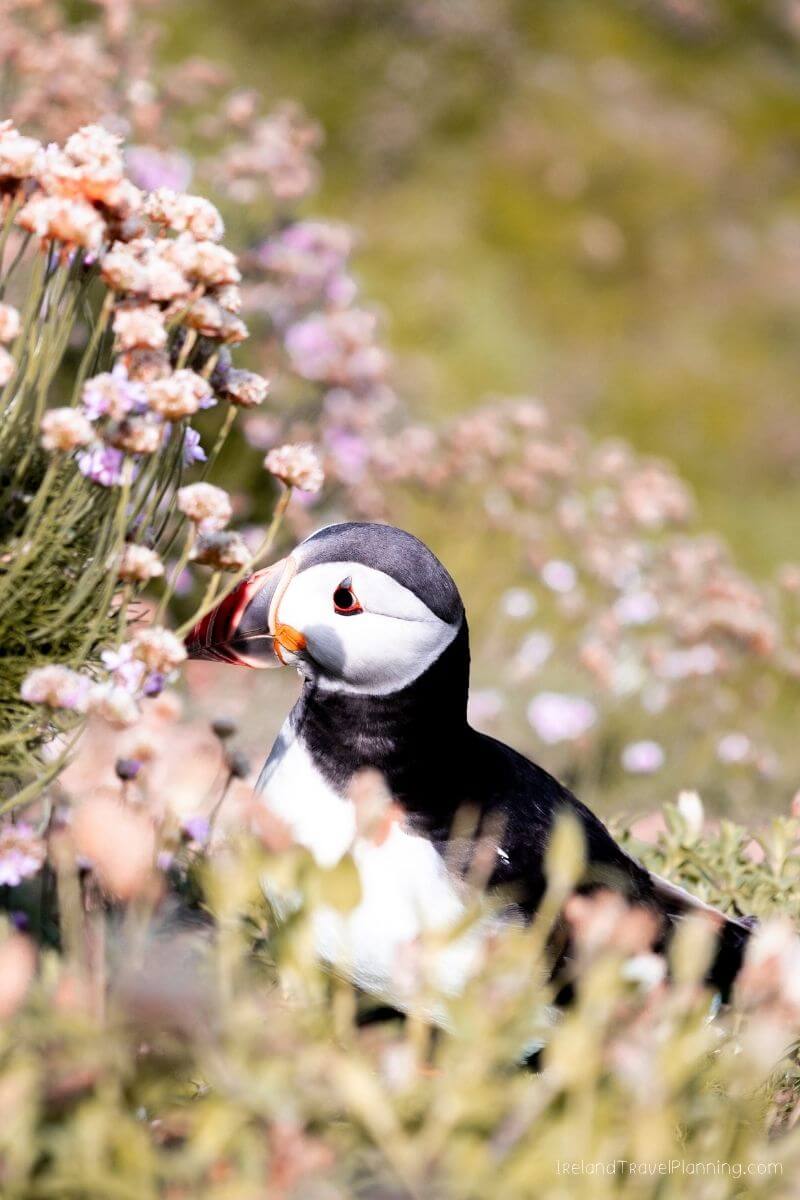 Puffin bird amidst wildflowers in Ireland