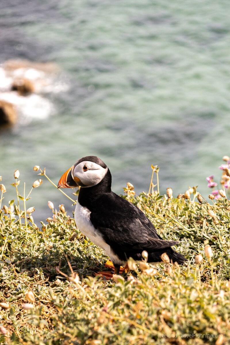 Puffin on a cliffside in Ireland, with the ocean in the background.