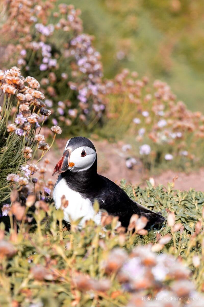 Puffin bird on a grassy cliff in Ireland with wildflowers