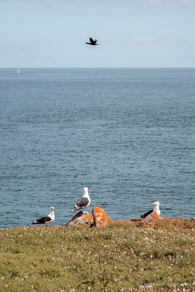Seagulls on a grassy cliff overlooking the ocean, a hidden gem in Ireland.