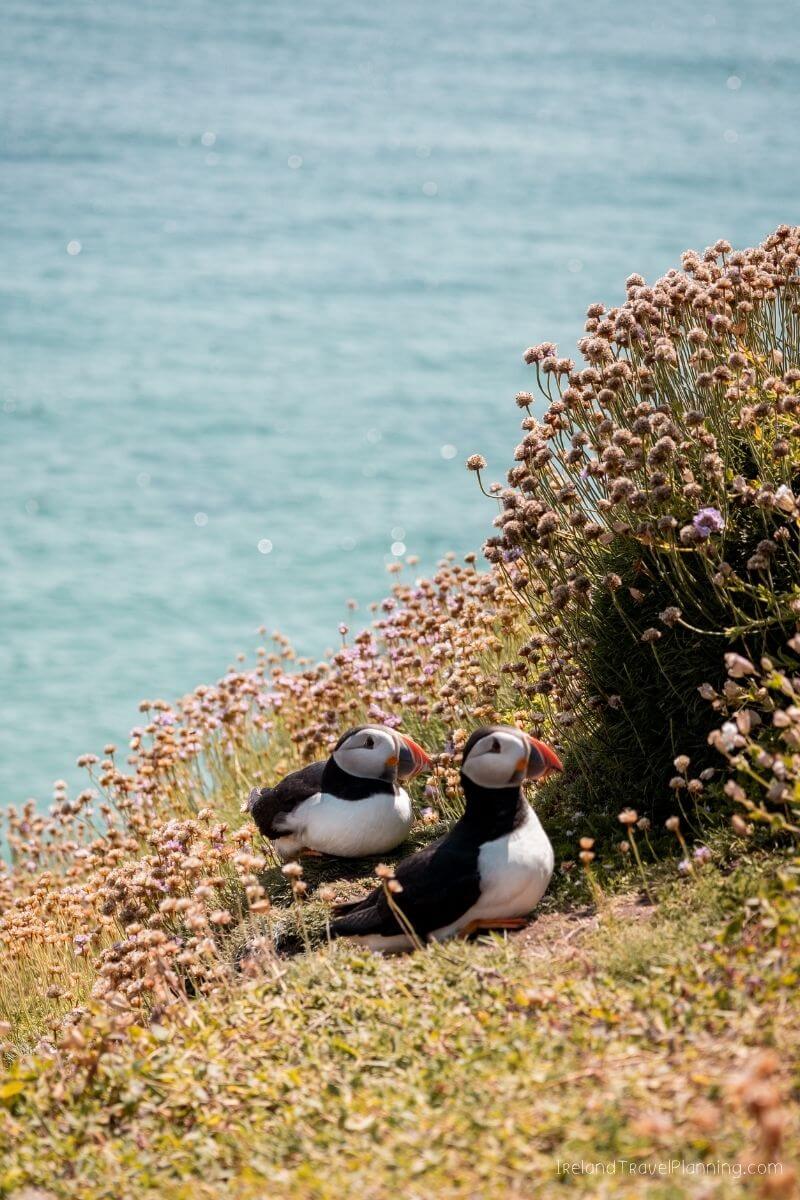 Two puffins resting on a grassy cliff overlooking the ocean in Ireland.