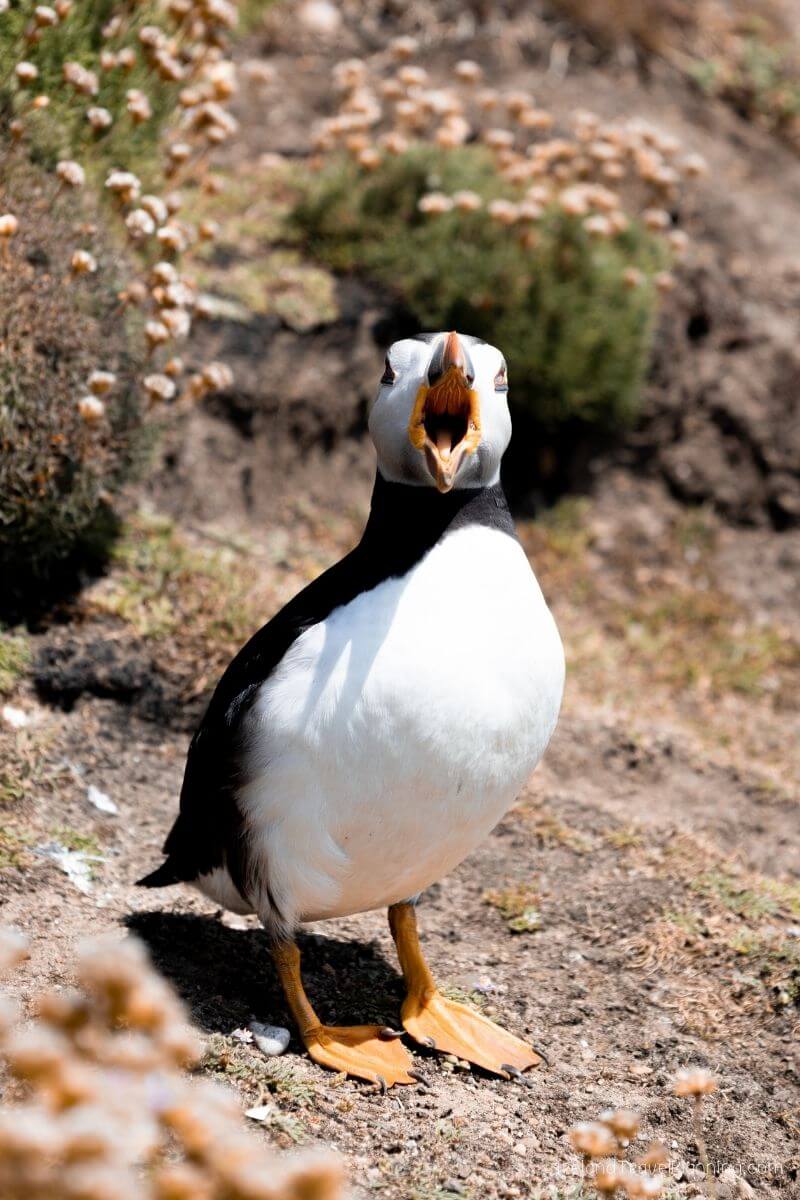 Atlantic Puffin with open beak on Irish coast, a hidden gem