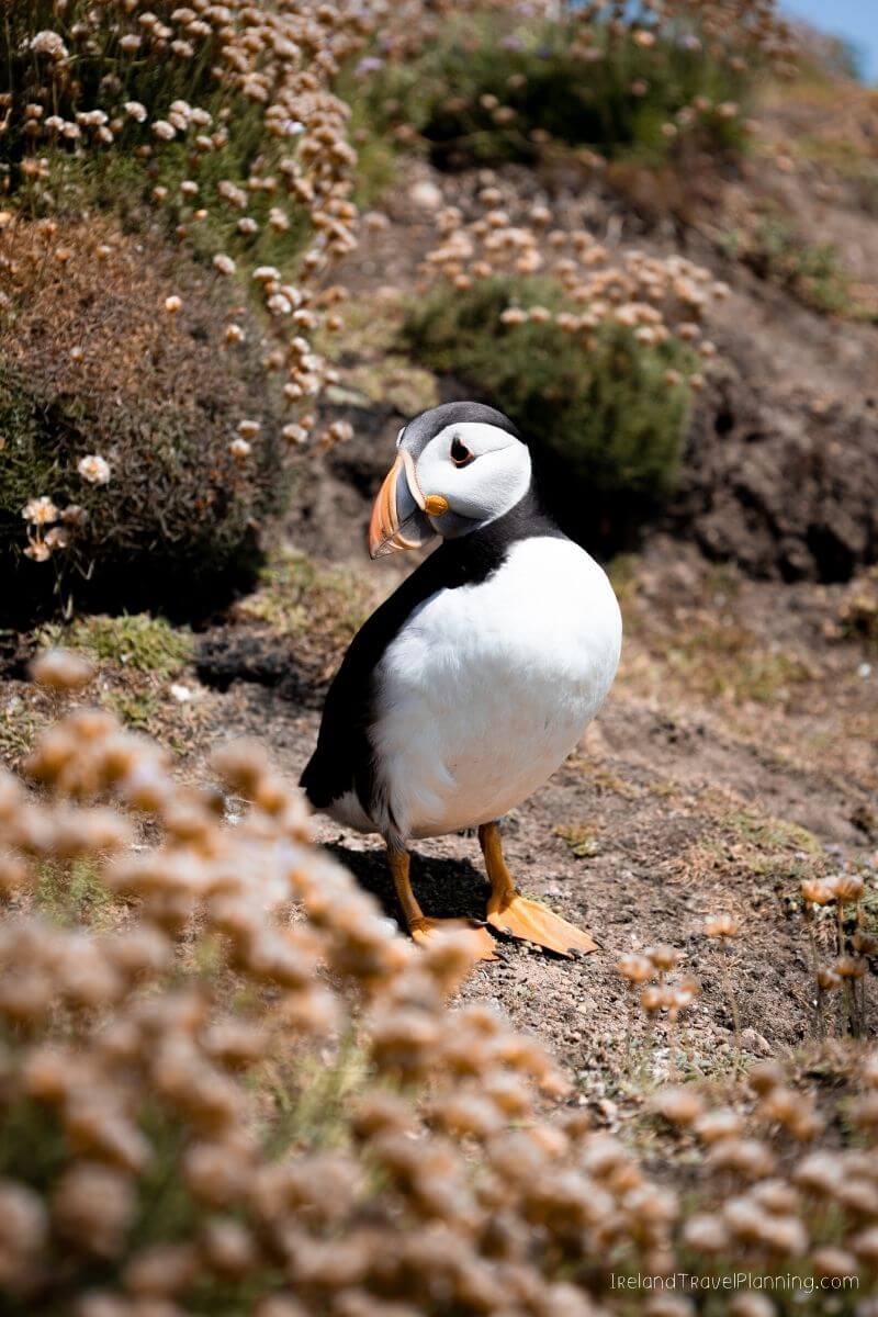 Puffin bird with colorful beak on rocky Irish coast with flowers
