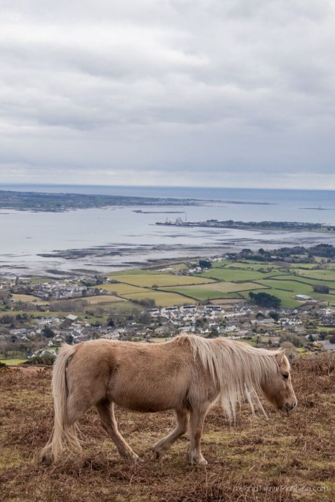Pony grazing on a hill overlooking a coastal town and bay in Ireland.