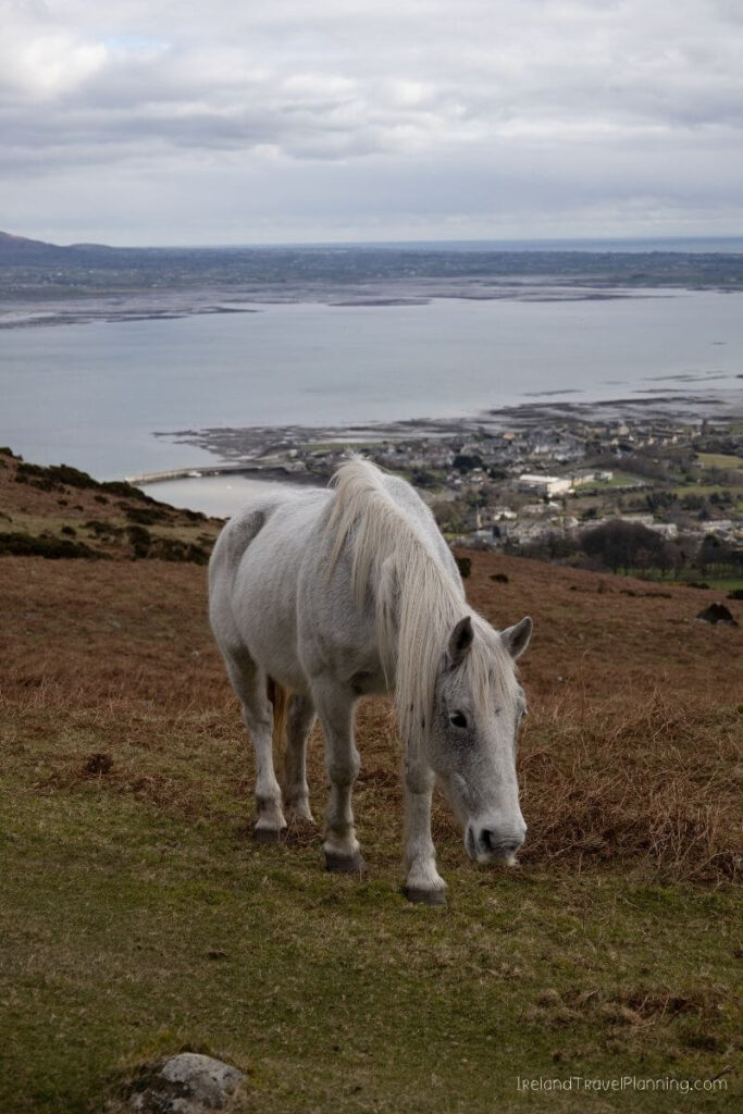 White horse grazing on a grassy hillside overlooking a coastal town and bay.