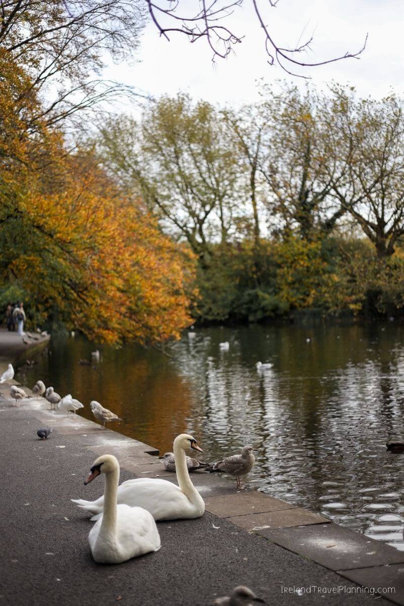 Two swans and seagulls on a pond with autumn trees in the background